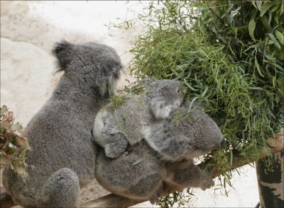 Koala Family 1.jpg
