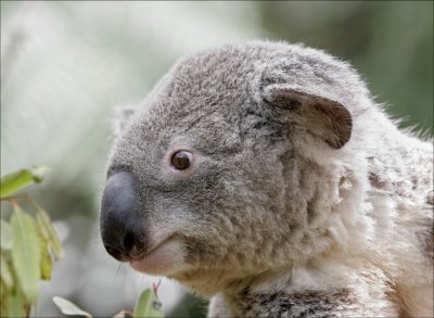 Koala Portrait.jpg
