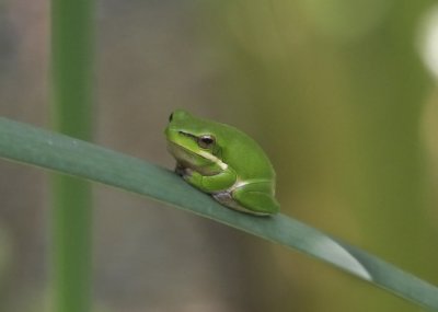 Frog1_Crop.jpg