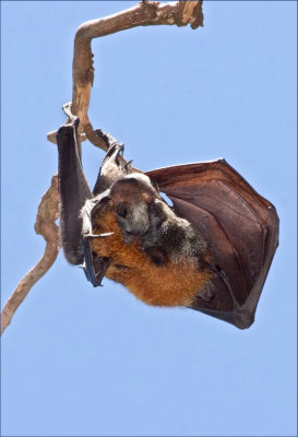 Bat1.jpg