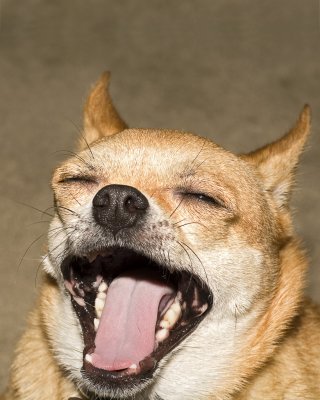 Yawn.jpg