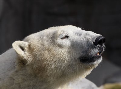 Bear1.jpg