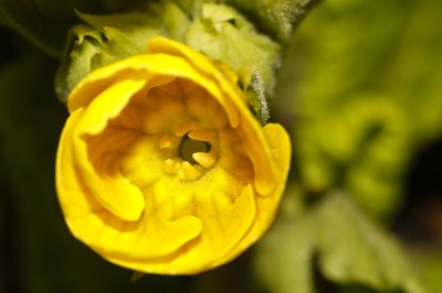 Gardens001.jpg