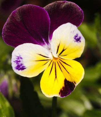Gardens003.jpg