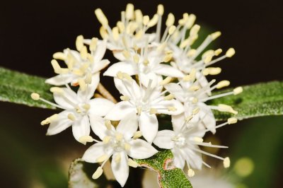 Gardens022.jpg