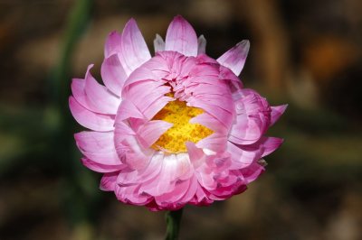 Gardens023.jpg