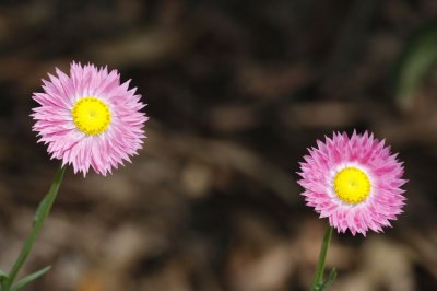 Gardens027.jpg