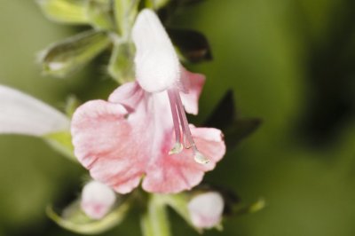 Gardens006.jpg