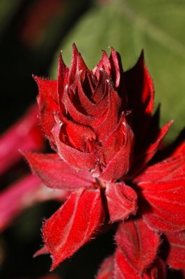 Gardens010.jpg