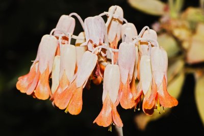 Gardens028.jpg