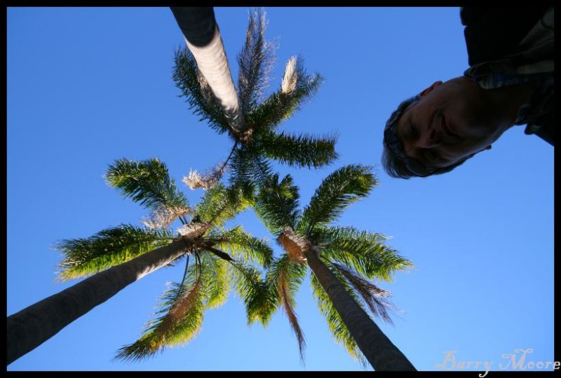 Brisbane Botanic Gardens - Palms and Self Portrait