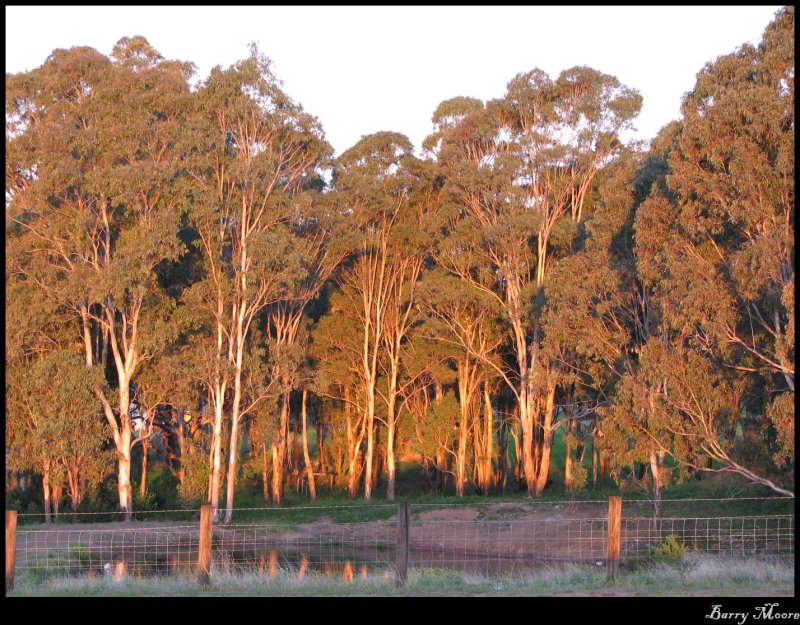 trees at sunset IMG_0175.JPG