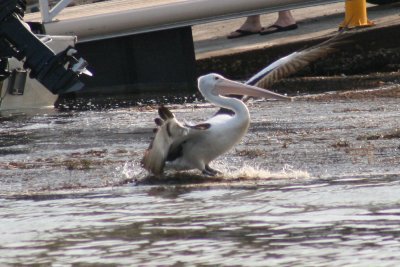 IMG_3445c.jpg