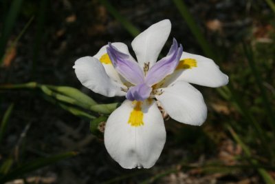 IMG_3460.JPG