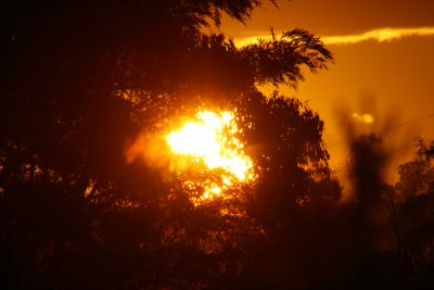 Sunset through the trees