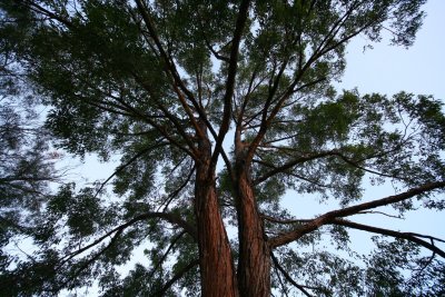 Large Tree - upwards shot