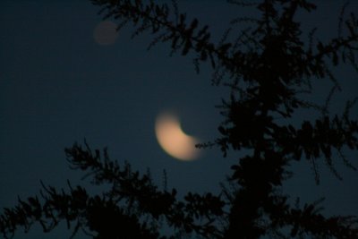 Tree with blurred crescent moon