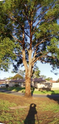 Large tree - vertical panorama