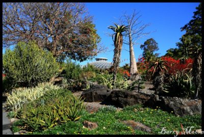 Brisbane Botanic Gardens - towards the dome