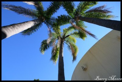 Brisbane Botanic Gardens and Palms