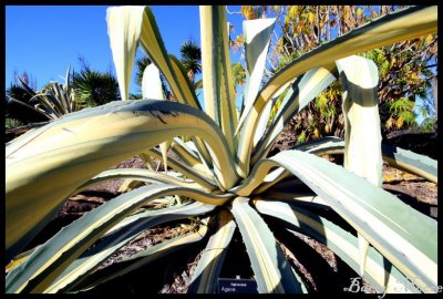 Brisbane Botanic Gardens - large cactus