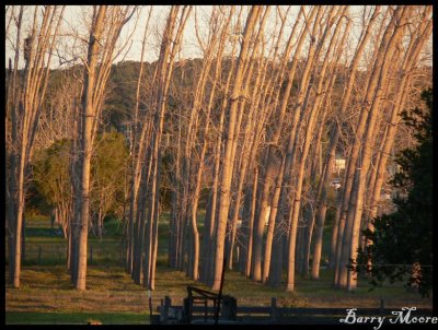 Taree - sunsets on some trees