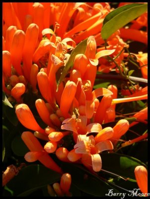 Tweed Heads flowers outside our cabin