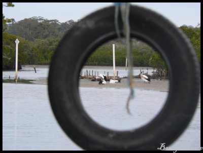 Tweed Heads - Pelicans have all the fun