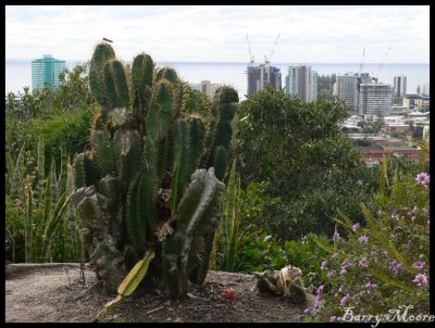 Cactus at Lookout over Tweed Heads