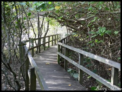 Mangrove Board Walk at Tweed Heads