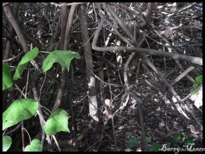 Mangroves at Tweed Heads
