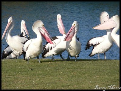 Pelicans at Tweed Heads 1