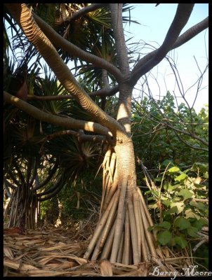 Banyan tree at Tweed Heads 1