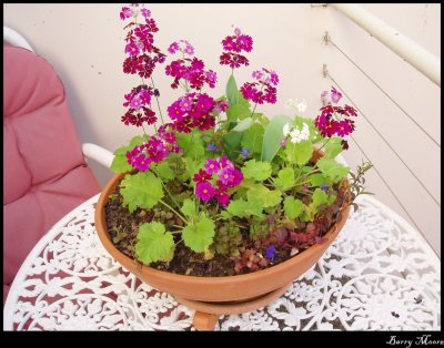 Purple flower bowl