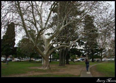 Old tree at Richmond