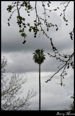 Lone Palm Tree at Richmond