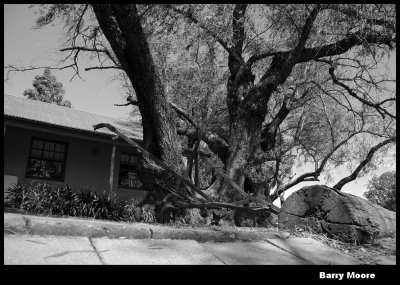 Homestead