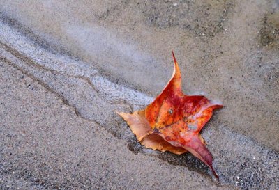 Maple Leaf and Sand