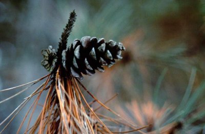 Pine Cone in Winter