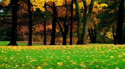 Autumn in Wilket Park