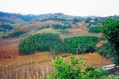 Yam Hills in All Side