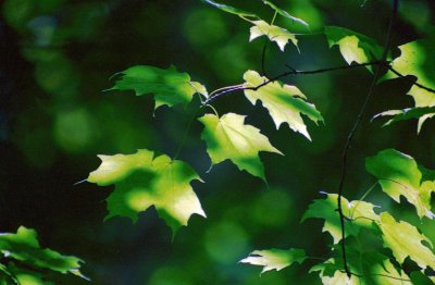 Shades of Green