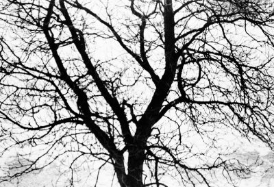 Tree in Winter
