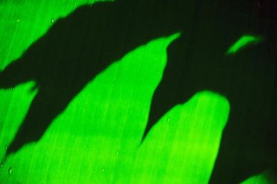 Banana Leaves