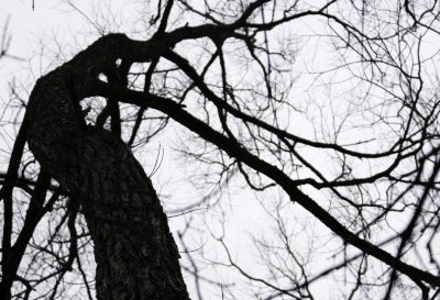 The Dance of Trees