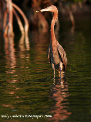 Reddish Egret