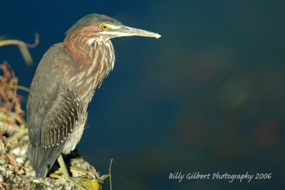 Green Heron (jv)