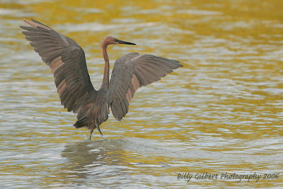 Reddish Egret