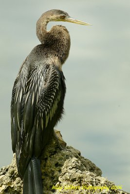 Anhinga