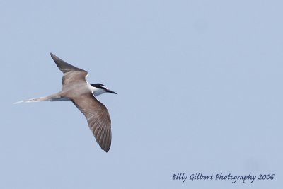 Bridled Tern